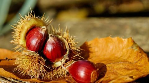 Châtaignes ardéchoises